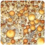 Псилоцибиновые (галлюциногенные)  грибы Psilocybin "Golden Teacher" в Фатеже