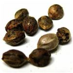Семена марихуаны АК-47  (Seeds AK-47) в Фатеже